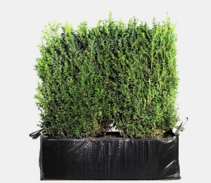 Buxus sempervirens kant en klaar