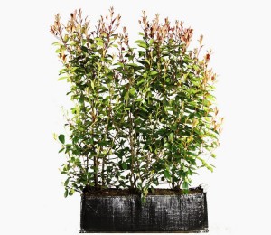 Photinia fraseri Red Robin glansmispel kant en klaar