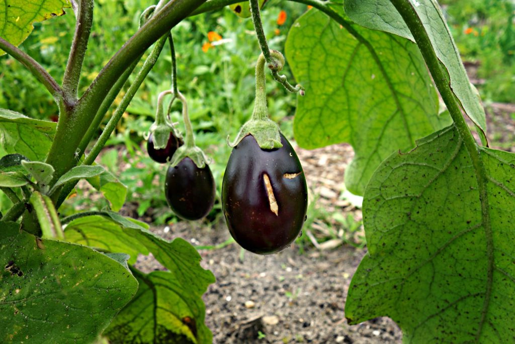 Begin een moestuin