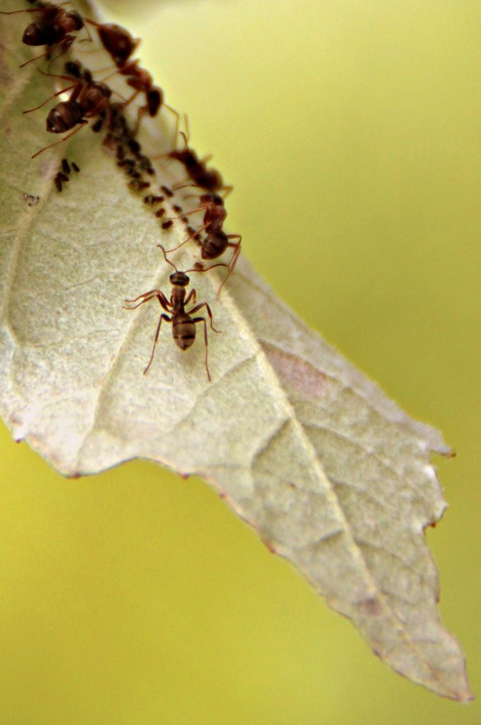 Ongedierte in de tuin