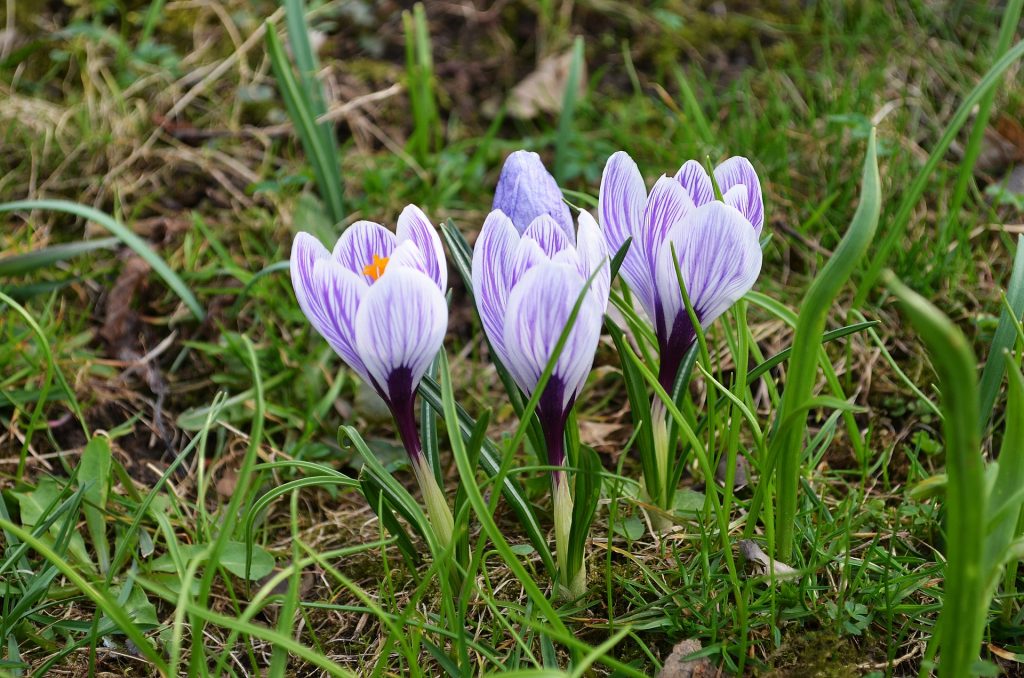 Welke tuinplanten ga ik deze zomer in mijn tuin zetten?