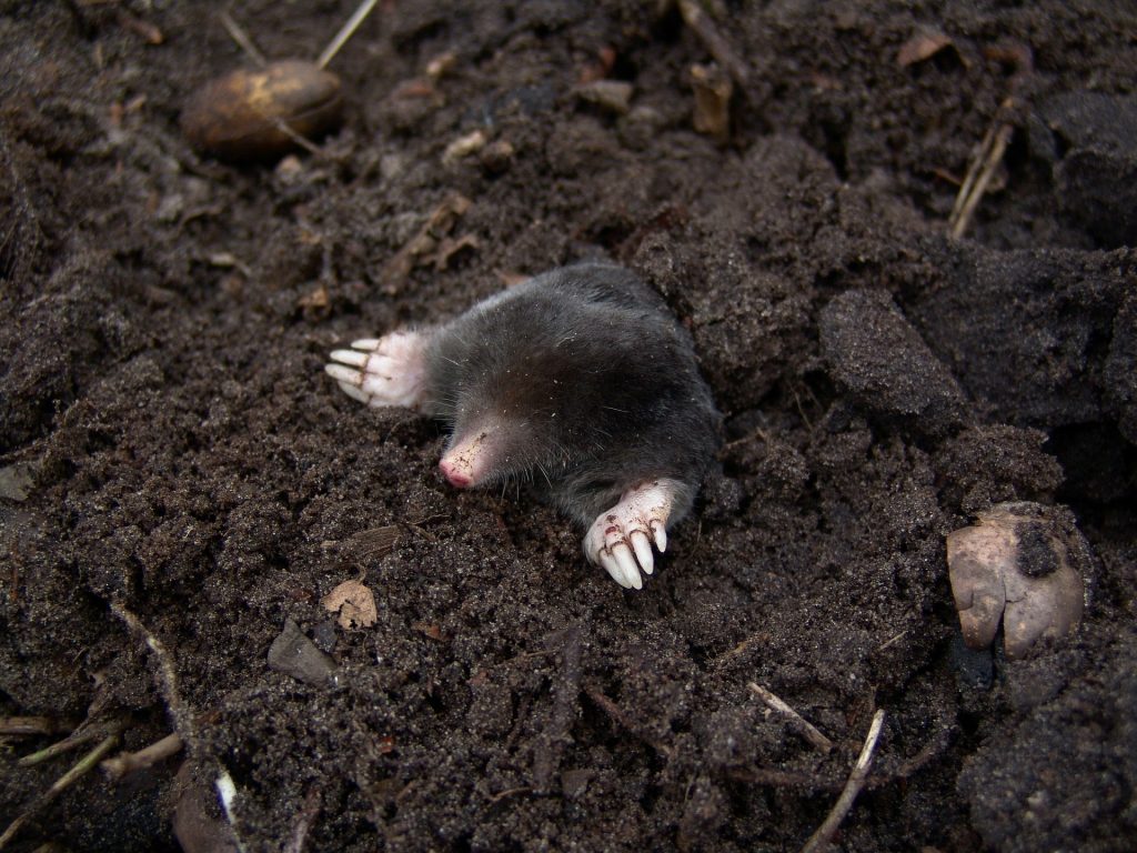 Mollen mollen uw tuin? Met Mollen Carbid kiest u voor een natuurlijke oplossing!