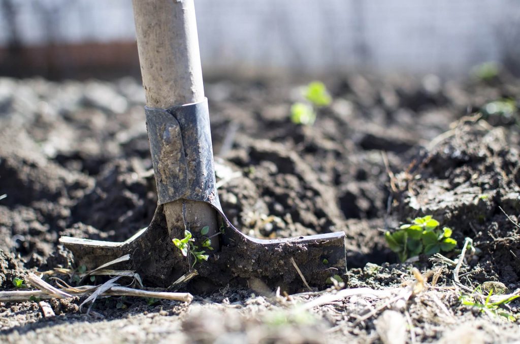 Ideale moestuinkruiden