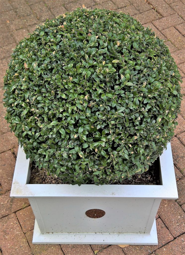  Buxus snoeien