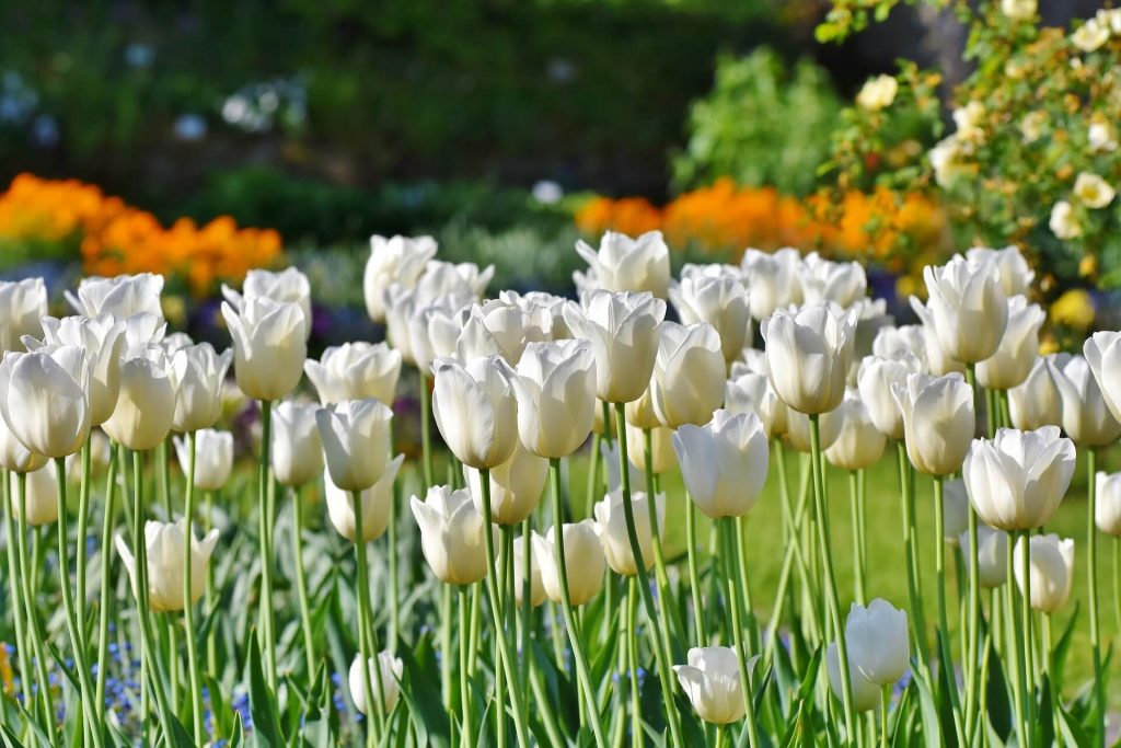 Tuin bekijken en inspiratie opdoen