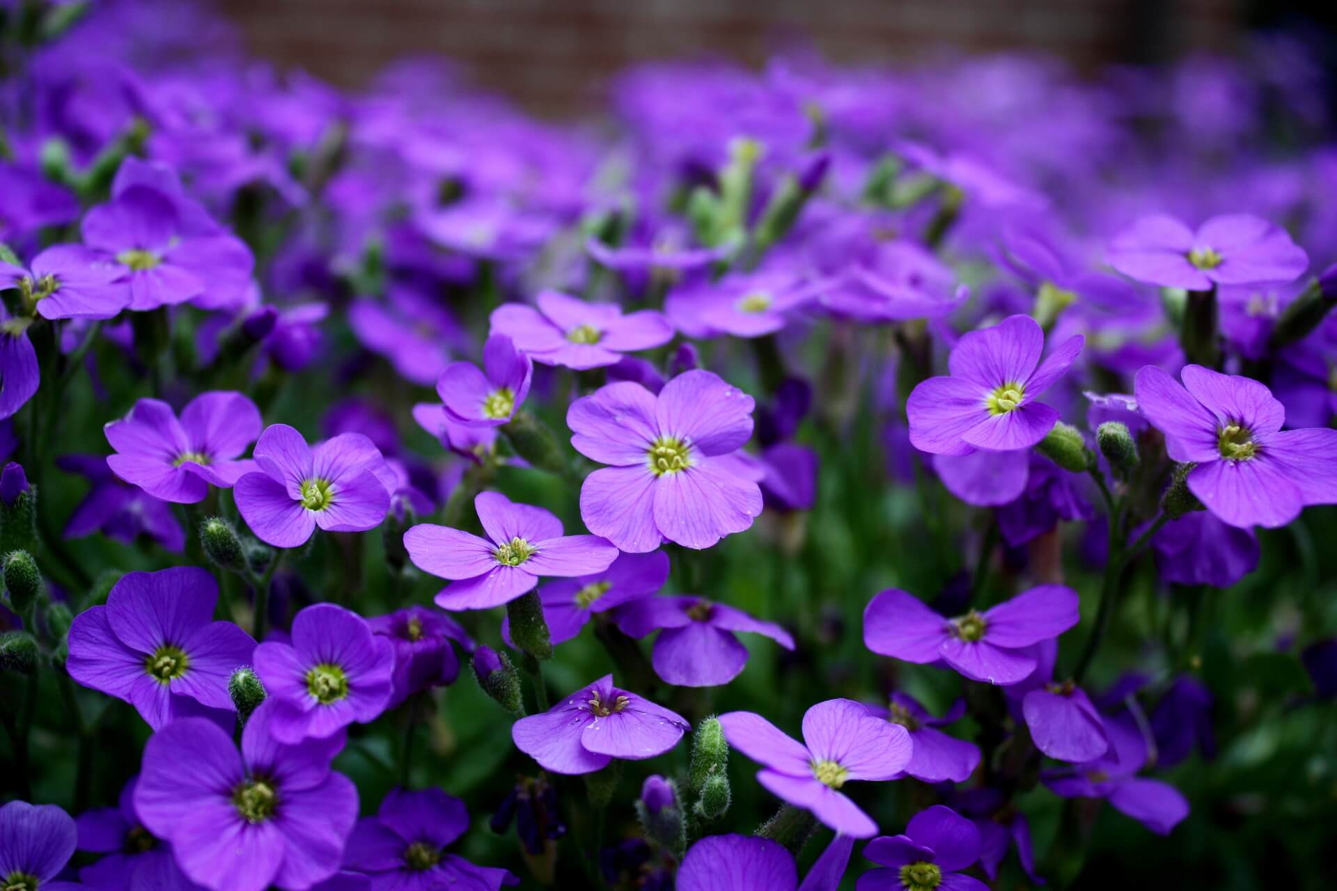 Shilling Nodig hebben lijden Wanneer bloemen planten in de tuin? | Tuinenmagazine.nl