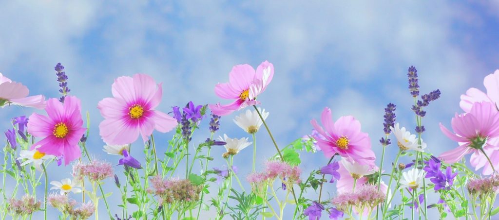 Bloemen planten tuin