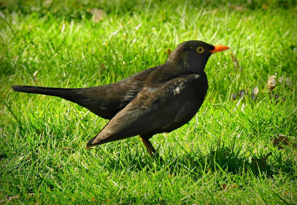 Een tuin voor vogels, die bestaat!