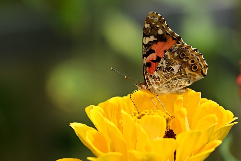 Insecten voelen zich thuis in een tuin