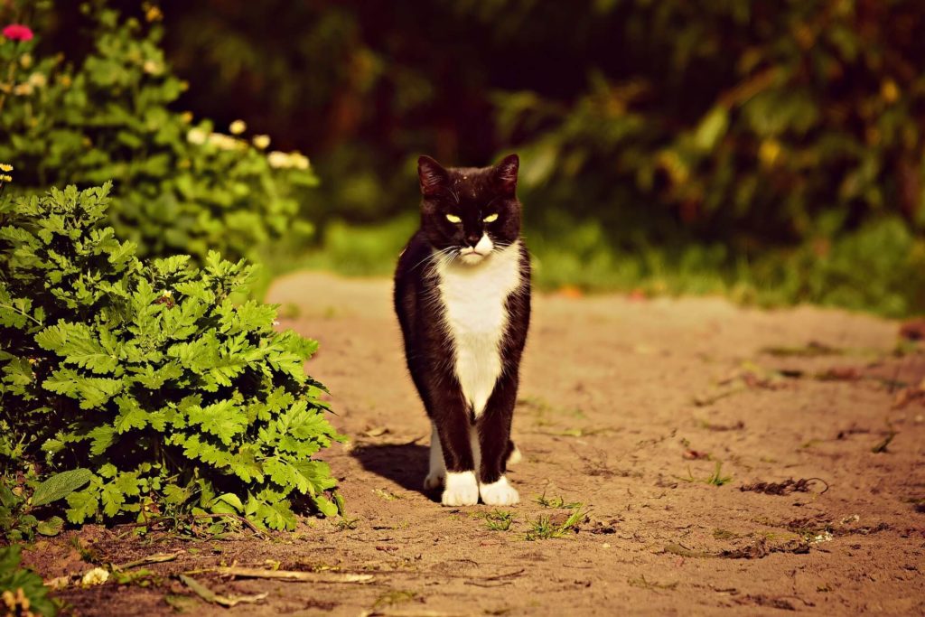 Ook tuinen zijn voor katten een fijne plek