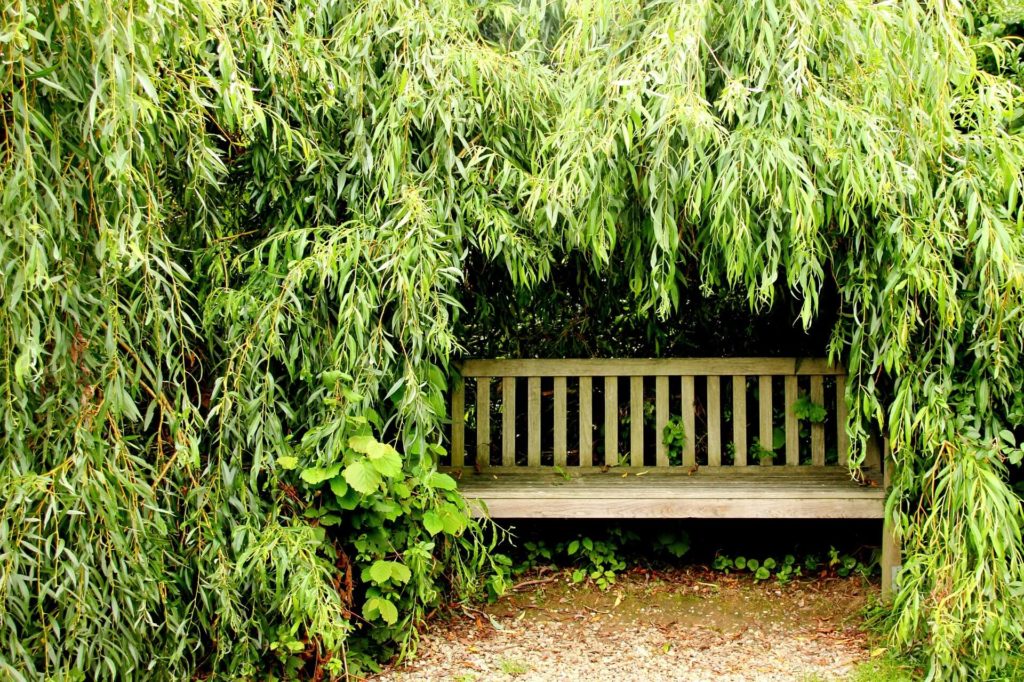 Tuin met schaduwrijk plekje