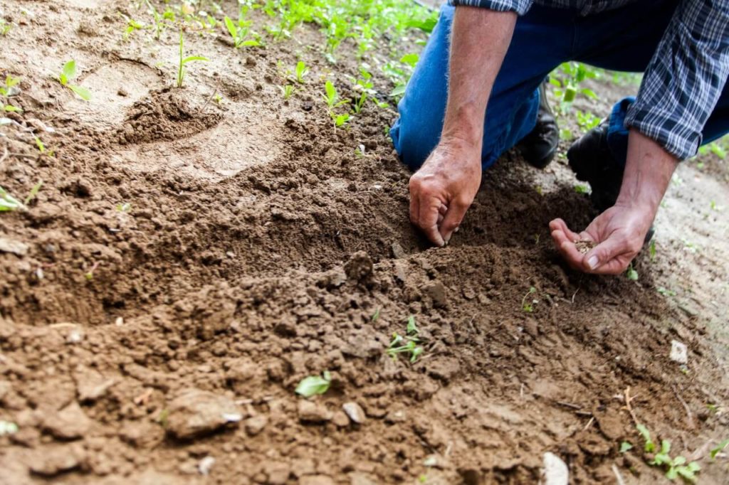 Tuin aanplanten in het najaar